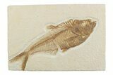 Detailed Fossil Fish (Diplomystus) - Wyoming #369481-1